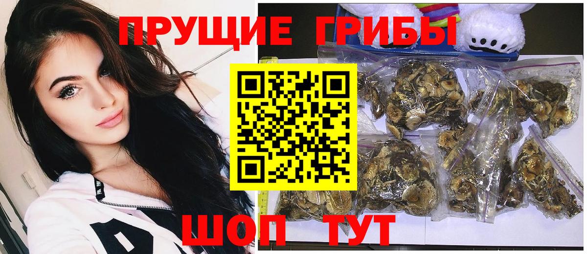 Александров  Псилоцибиновые грибы Psilocybe  Псилоцибиновые грибы прущие грибы  Вход с VPN 